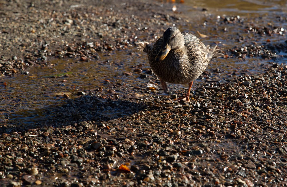 2019-09-27 Høstfarger KeiservardenIMG_7008