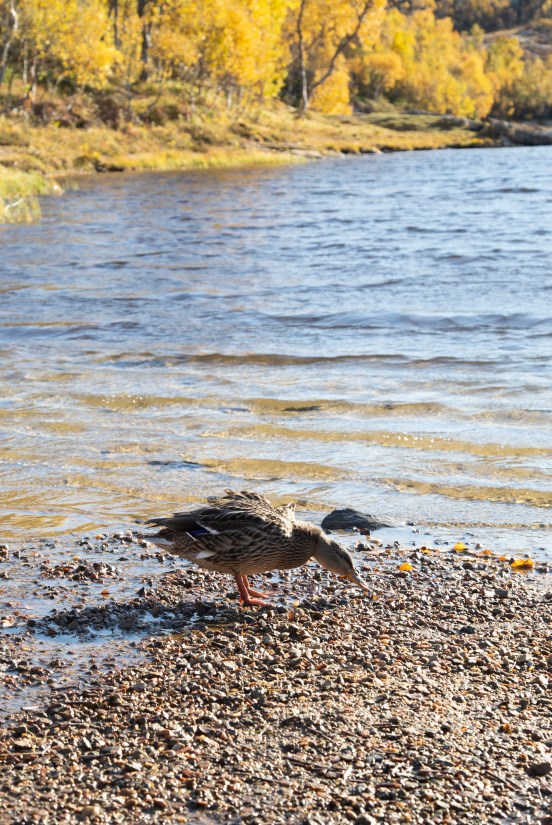 2019-09-27 Høstfarger KeiservardenIMG_7016