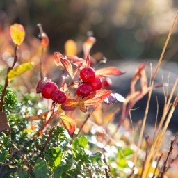 The Colours of Autumn North of the Arctic Circle