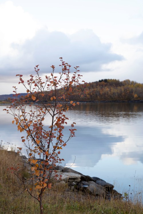 2019-10-13 Høsttur i nabolaget_inmIMG_7212