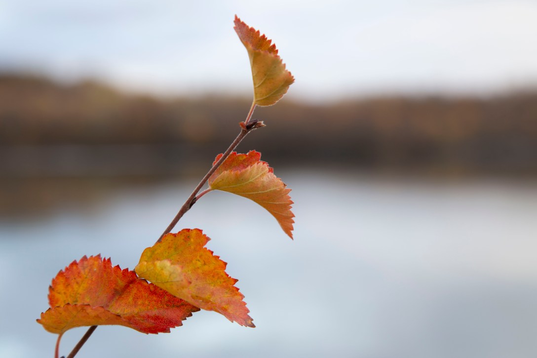 2019-10-13 Høsttur i nabolaget_inmIMG_7242