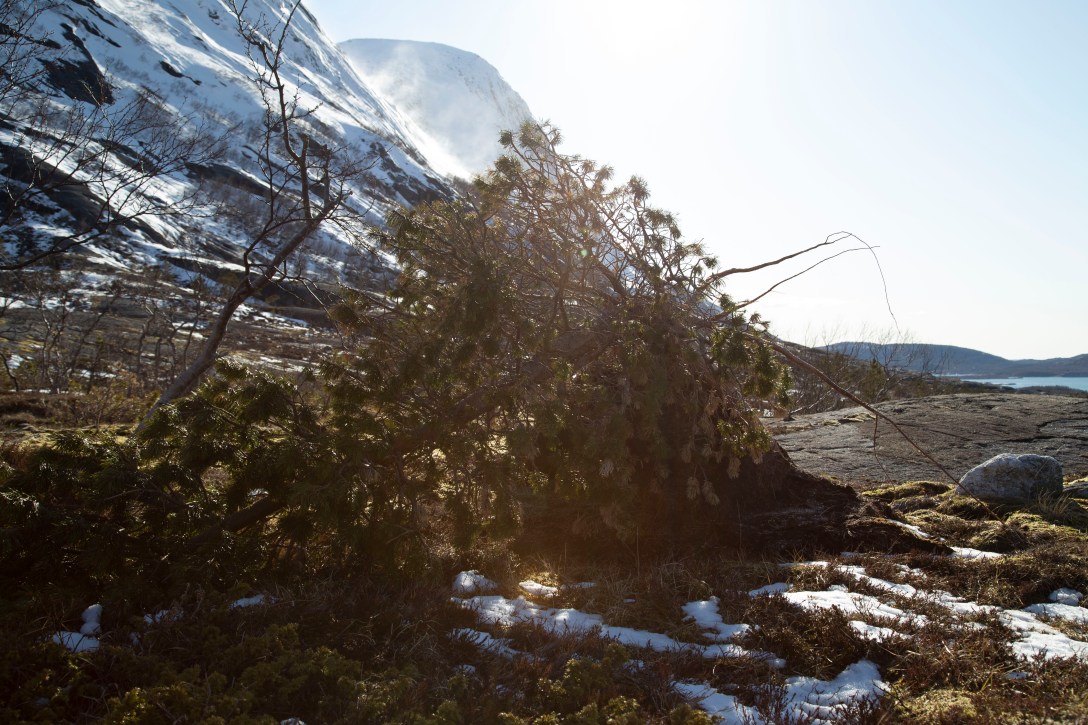 20200516inm_Nedre ÅselivatnetIMG_9191