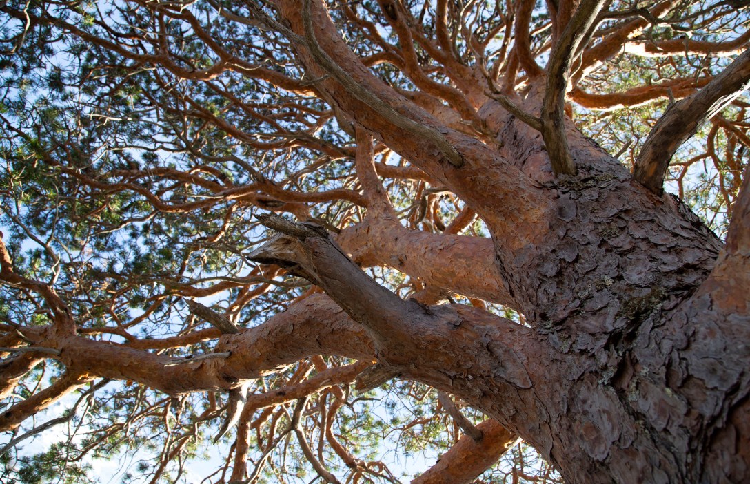 20200516inm_Nedre ÅselivatnetIMG_9210